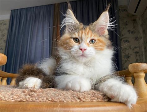 maine coon adopcion|Maine Coon Rescue